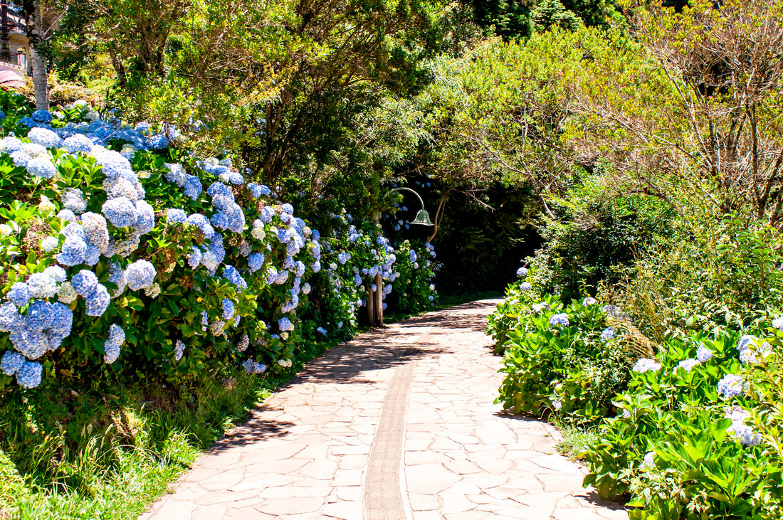 Introducing Our Hydrangea Garden Collection